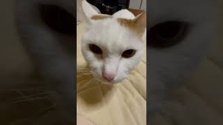 ねこ動画　お布団の真ん中に焦げモチ◯（対馬のにょすきち）#shorts #島猫