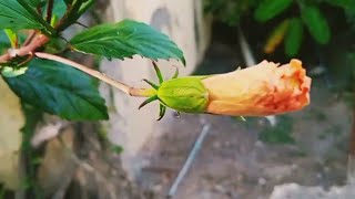 எண் அக்கா வீட்டு அழகான தோட்டம் - Visit To My Viji Sister House And Her Garden Tour #travel #sisters