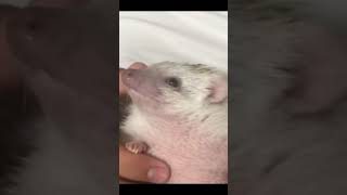 A Chubby Hedgehog Does Not Like Being Stroked #Shorts