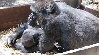 Gorilla⭐️ When Genki notices that her son is sleepy, she gently hugs him and puts him to sleep.