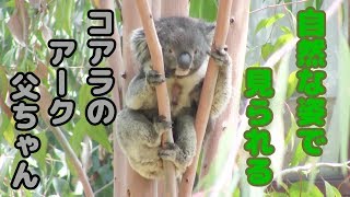 自然な姿でコアラのアーク父ちゃんを見られる天王寺動物園　Tennoji Zoo where you can see koalas in natural form