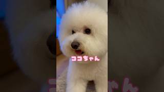 ただただ可愛いココちゃん⭐︎ #bichonfrise #coco #dog #ビションフリーゼ #cutedog #shorts