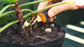 How to take a Pilea Peperomioides cutting
