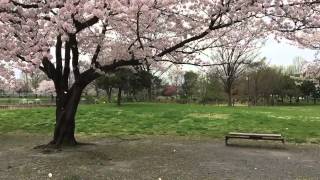 Falling Cherry Blossom Petals in Tokyo, Japan || 東京の桜吹雪