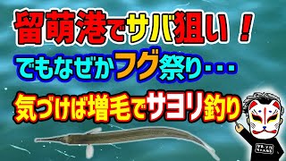 留萌港でサバ狙い！でもなぜかフグ祭り･･･気づけば増毛でサヨリ釣り