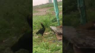 Trending shorts #funny_chicken #kozhi_koothugal #shortsvideo