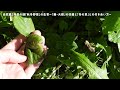 自然農2年目の畑「秋冬野菜」の生育〜「蕪・大根」の収穫と「みどり茄子」の種採り〜「冬の草」との付き合い方〜　24年11月24日