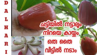 dalhari chamba/ chamba varieties malayalam /variety fruits in kerala/