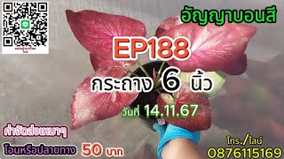 EP188 กระถาง 6 นิ้ว🌸 14 พฤศจิกายน  67🌸 ไม้มีชื่อไม้โบราณ ไม้ด่าง ป้ายอัญญาบอนสีโทร./ไลน์0876115169