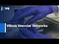 Villous Vascular Networks 3D Rendering And Analysis | Protocol Preview