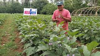 #Pahingi Ng Fertilizer guide sir sa talong? ito npo mga ka farmers, pls subscribe panu-orin nyo Po.