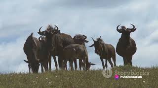 Wildebeest Facts  Southern Africa Wildlife Guide