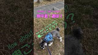 愛犬が散歩中にスズメ君と鬼ごっこ！【ミニチュアシュナウザー】