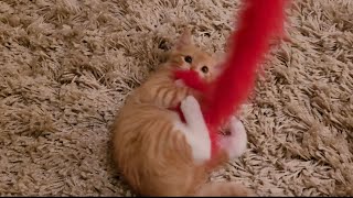 Tiny Tango Throwback