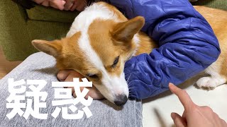 うちの犬が旦那の愛人化している