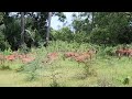 Traveling Melihat Satwa  Liar di Savana BEKOL Situbondo