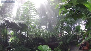 Tropical Rainforest at US Botanic Garden, Washington, DC