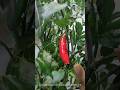 Serrano Peppers in Aerogarden Harvest. Day 130. #aerogarden