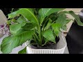 كل يوم نبتة الحلقة 2 نبتة زنبقة السلام نبتة الشراع one plant a day ep2 spathiphyllum