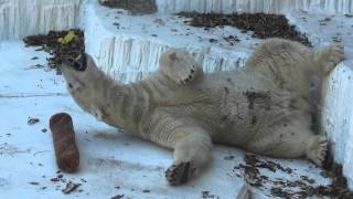 ホッキョクグマの目覚め【大阪市天王寺動物園にて141203】Polar Bear@Osaka Municipal Zoo（TENNOJI ZOO）