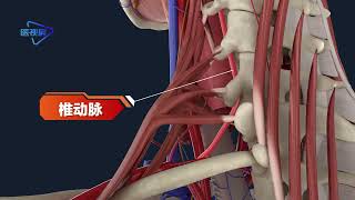 【Anatomical horizon】The blood vessels of the thyroid gland 【解剖视界】甲状腺的血管