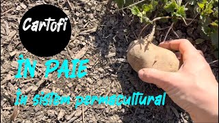 Permaculture potatoes | Cartofi in paie | Permacultura