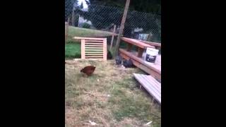 My rooster baby crowing/singing