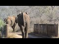 elephant bull teaching younger bull. pongola game reserve south africa