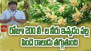 రోజూ 200 లీ . ల నీరు ఇవ్వడం వల్ల పిందె రాలుడు తగ్గుతుంది l hmtv Agri