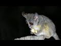 leadwood marloth lovely bushbaby