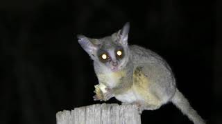 Leadwood Marloth: Lovely Bushbaby