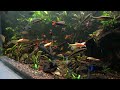Aquarium Ambience - 600 Gallon Asian Jungle Stream Tank, Fish Acting Naturally, No Human Presence