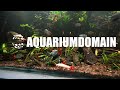 Aquarium Ambience - 600 Gallon Asian Jungle Stream Tank, Fish Acting Naturally, No Human Presence
