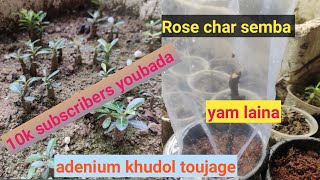 Rose char laina semba ma'ong anida|| soil mix, Manipur