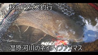 秋のアメマス釣行