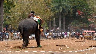 ഏത് ഉത്സവത്തിന് പോയാലും ഓടുന്ന ആന | thandassery lakshmanan running elephant story | Aanakkaryam