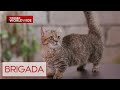 Iba't ibang cat breeds, alamin! | Brigada