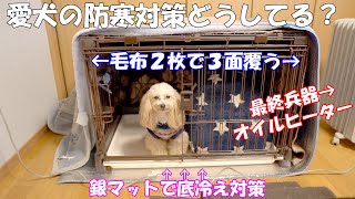 愛犬の防寒対策、厳冬期のこの時期どうしてる？【マルプーのみるく＆くるみ】