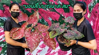 บอนสีโบราณน่าสะสม \