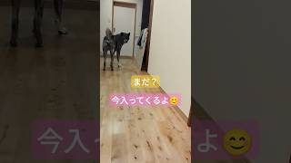 虎毛の大和　夜遅く帰って来る飼い主をテーブルの下で待つ秋田犬#急ぐ#犬のいる暮らし #大型犬#shorts