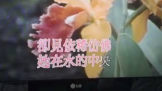 在水一方：王金禎演唱