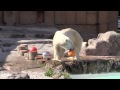 浮き玉目がけダイブ ワイルドデナリ~polar bear likes a float ball