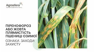 Піренофороз на пшениці жовта плямистість пшениці озимої. Заходи захисту | АГРОСФЕРА