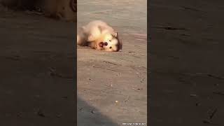 Cute HUSKY funny movement you love #dog lovers #catlovers #viral
