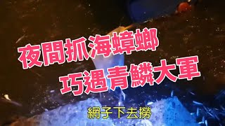 【魚樂教學】#魚樂百分百 如何在夜間抓海蟑螂 巧遇意外插曲青鱗仔大軍