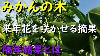 みかんの木 隔年結果と来年花を咲かせる摘果（隔年結果を防止する作業）