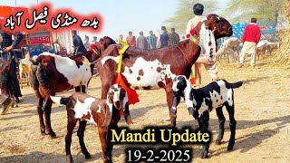 Today Latest Update Faislabad Bakra Mandi-Milking Goats With Kids-Preagnint Goats-Bakre-19 February