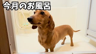 月１のお風呂　スムースダックスのお風呂は毎回こんな感じ