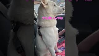 犬も寒い#Short#shorts #紀州犬#愛犬#犬