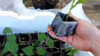 The seedlings are ready to plant out into the garden!